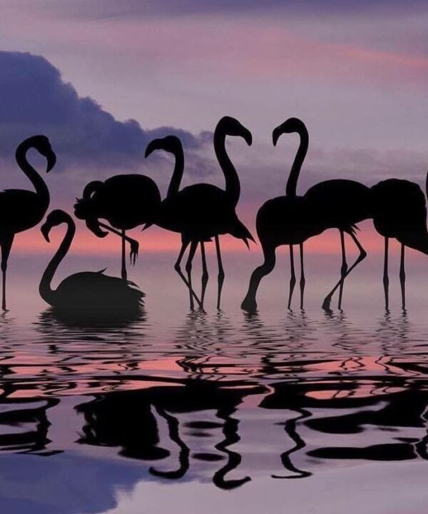 Flamingai 45-PC