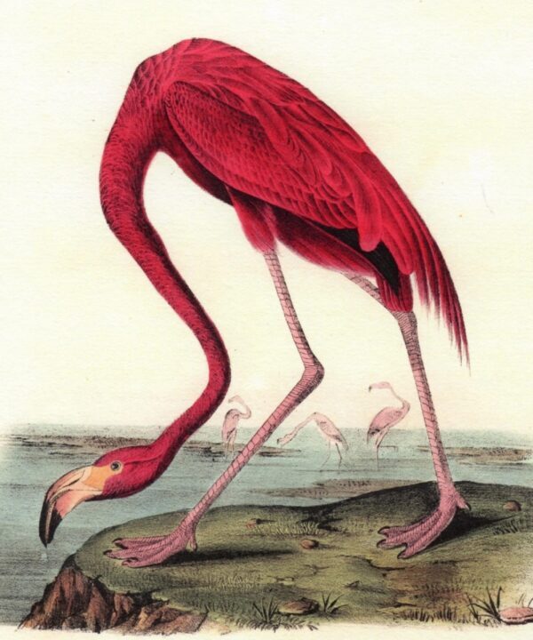 Flamingas 1-PC