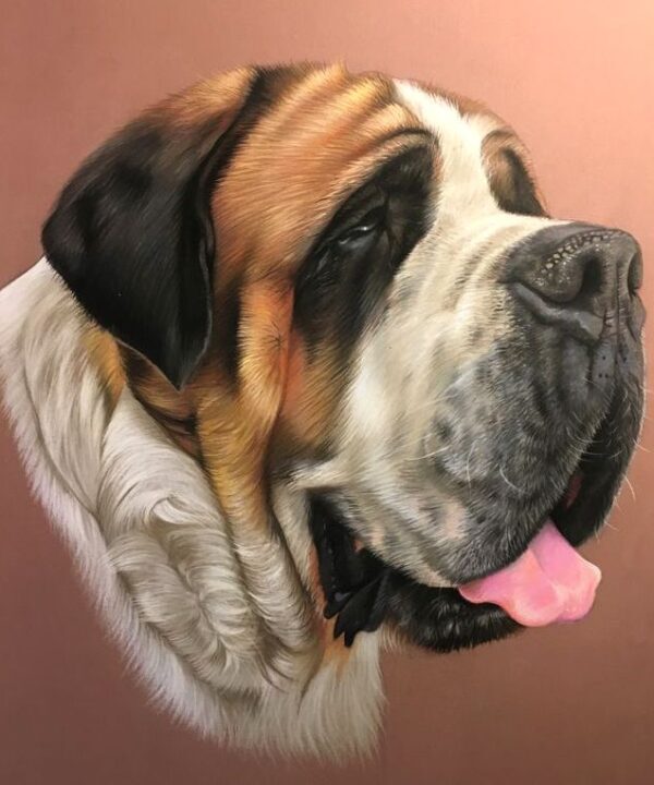 Saint Bernard 12-KS