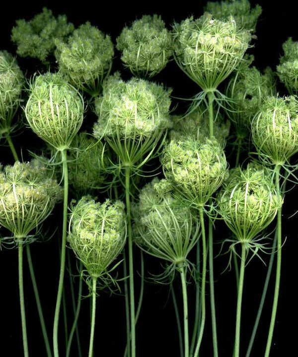 Queen Anne's Lace 43-GL