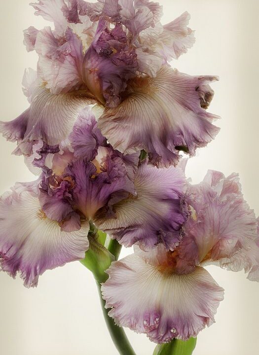 Violetinis irisas 68-GL