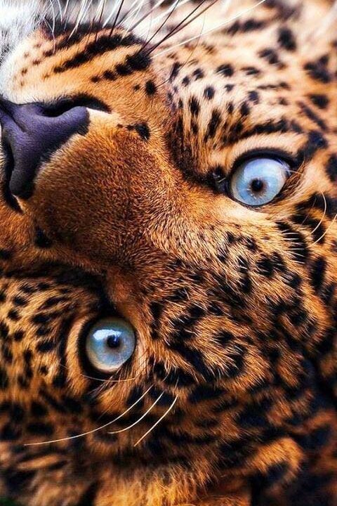 Leopardas 39-GV