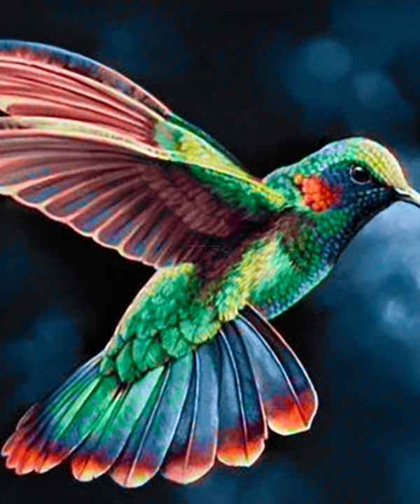 Kolibris 31-PC