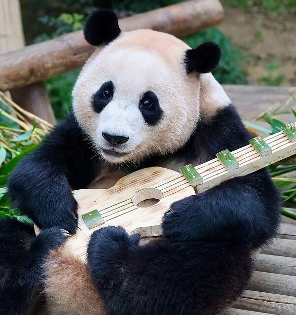 Panda 87-GV